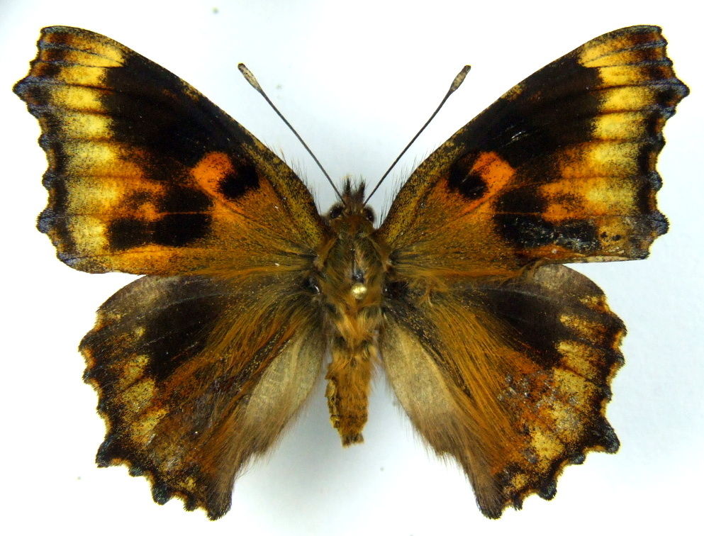 Nymphalis polychloros (aberrant 3) (Internet Image property of respective owner, non-commercial use only)